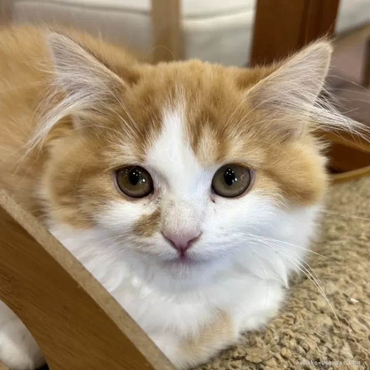 ID:2408-00293の子猫