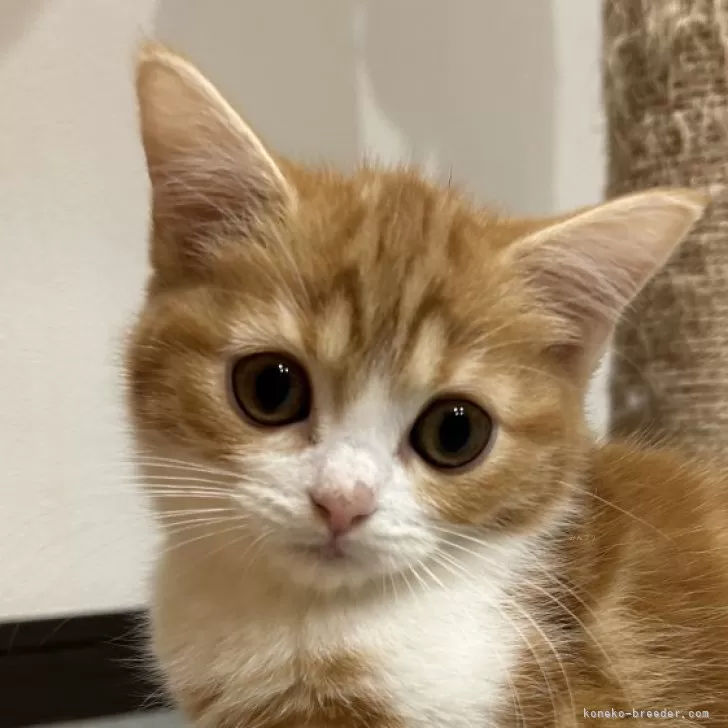 ID:2411-01346の子猫