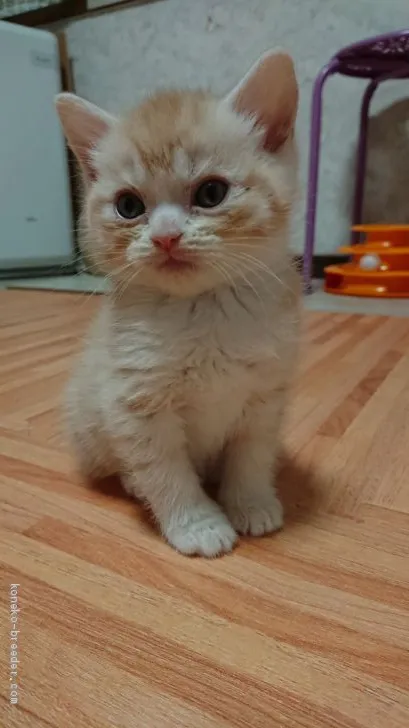 ID:2012-00553の子猫