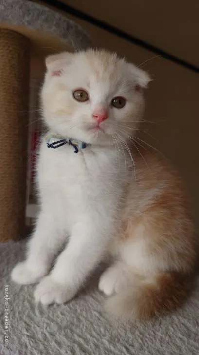 ID:2201-02030の子猫