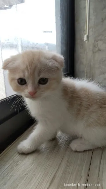 ID:2109-00166の子猫