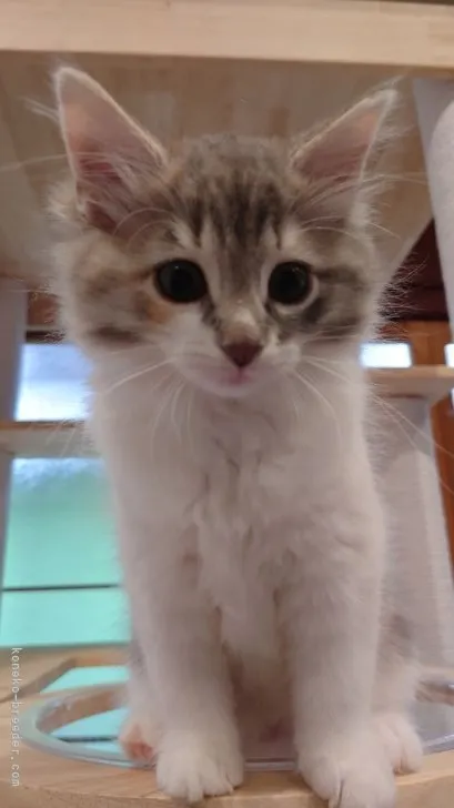 ID:2205-01326の子猫