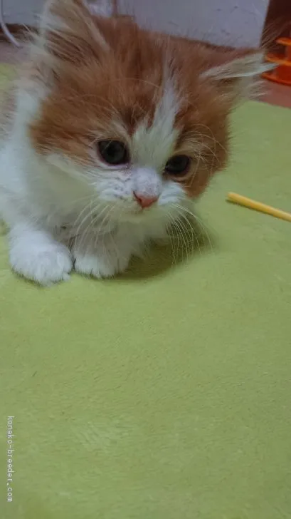 ID:2012-01167の子猫