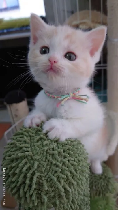 ID：2104-01725の子猫