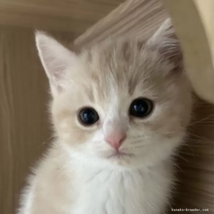 ID:2312-02943の子猫