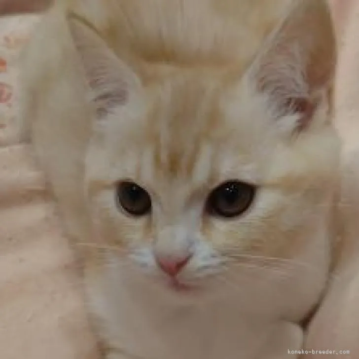 ID:2210-01194の子猫