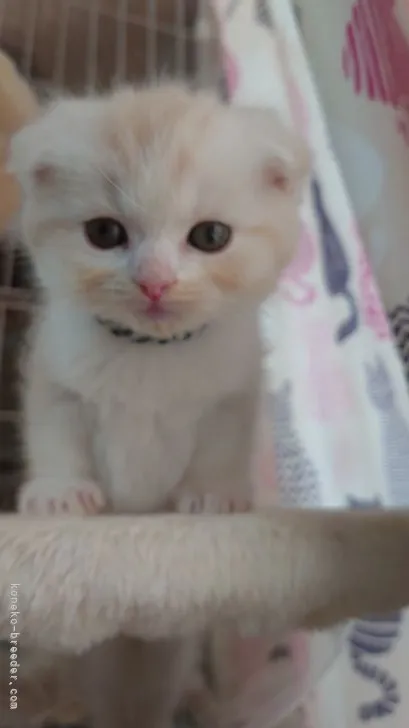 ID:2104-01547の子猫