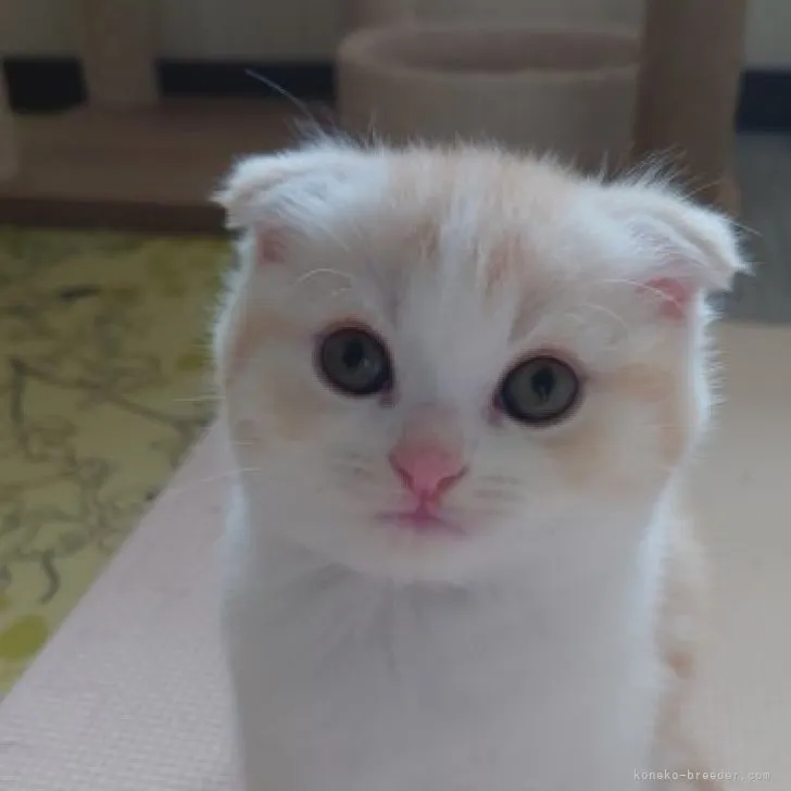 ID:2303-02011の子猫