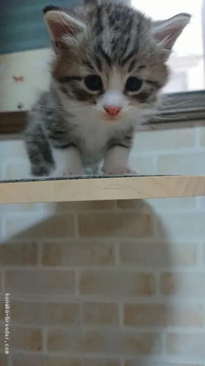 ID：2101-00436の子猫