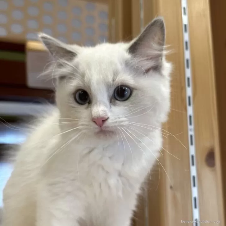 ID:2406-02521の子猫