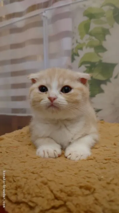 ID:2202-00883の子猫