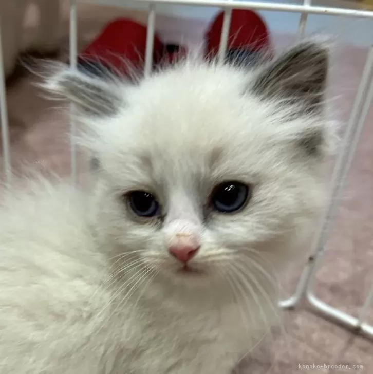 ID：2312-02539の子猫