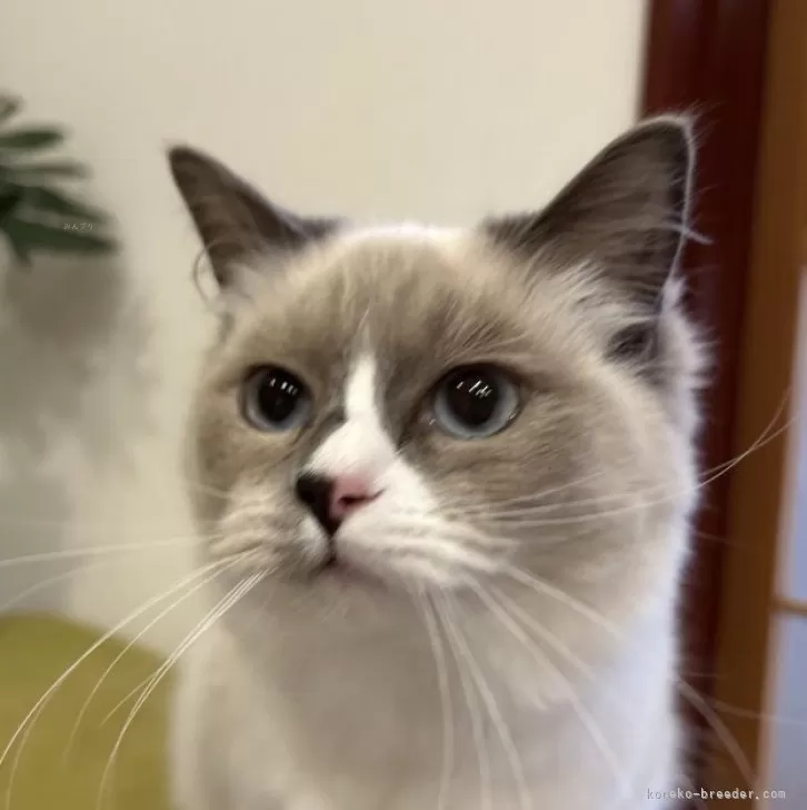 ID:2401-00399の子猫