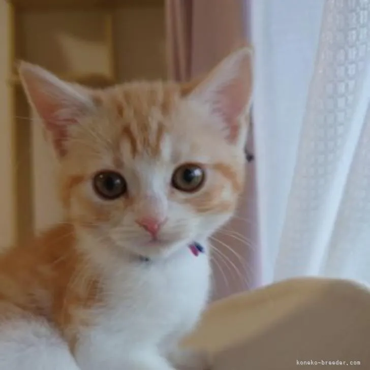 ID:2210-01197の子猫