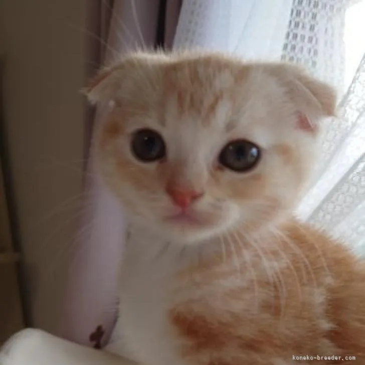 M.F 様のお迎えした子猫