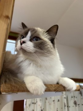 ラグドール【滋賀県・男の子・2023年6月7日・ブルーポイント】の写真「甘えたさんでかまってちゃんのスリスリ男子💕」