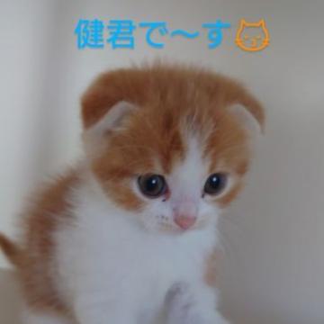 スコティッシュフォールド(折れ耳)【滋賀県・男の子・2022年5月1日・レッドタビーホワイト】の写真「とにかく可愛い💓😻💓」