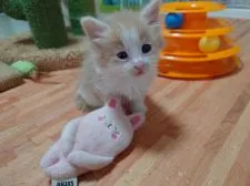 ノルウェージャンフォレストキャット【滋賀県・男の子・2021年2月15日・クリームタビーホワイト】の写真1「おもちゃで遊ぼかな🎶」