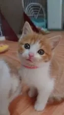スコティッシュフォールド(立ち耳)【滋賀県・女の子・2021年3月9日・レッドタビーホワイト】の写真1「アップでも余裕よ🤗」