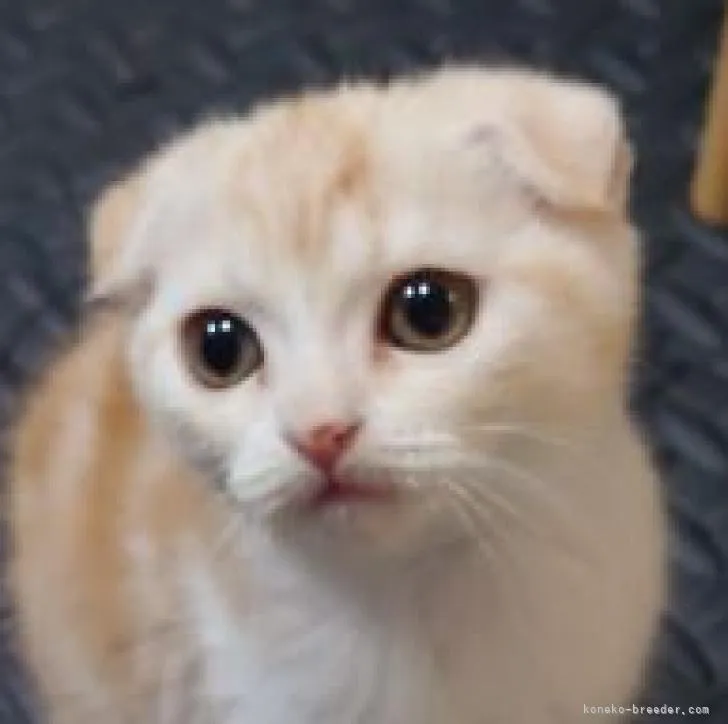 ID:2210-01211の子猫