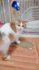 スコティッシュフォールド【・女の子・2018年2月18日・レッドタビーホワイト】「な～に?何か御用ですかってな顔だにゃ😻」