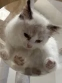 ラグドール【滋賀県・女の子・2023年6月7日・ブルーポイントバイカラー】の写真2「肉球可愛い❤️」