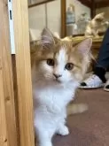 スコティッシュフォールド(立ち耳)【滋賀県・男の子・2024年6月7日・レッドタビーホワイト】の写真2