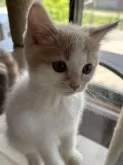 スコティッシュフォールド(立ち耳)【滋賀県・男の子・2024年6月4日・クリームタビーホワイト】の写真3