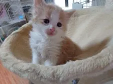 ノルウェージャンフォレストキャット【滋賀県・男の子・2021年2月15日・クリームタビーホワイト】の写真4「僕可愛いでしょ💓💓」