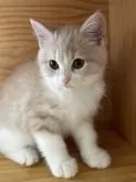 スコティッシュフォールド(立ち耳)【滋賀県・男の子・2024年8月18日・クリームタビーホワイト】の写真4