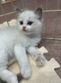 ラグドール【滋賀県・男の子・2023年5月21日・ブルーポイントバイカラー】の写真5「くつろいでます😽」