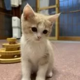 スコティッシュフォールド(立ち耳)【滋賀県・女の子・2025年9月19日・クリームタビーホワイト】の写真11