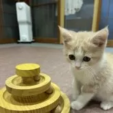 スコティッシュフォールド(立ち耳)【滋賀県・女の子・2025年9月19日・クリームタビーホワイト】の写真12