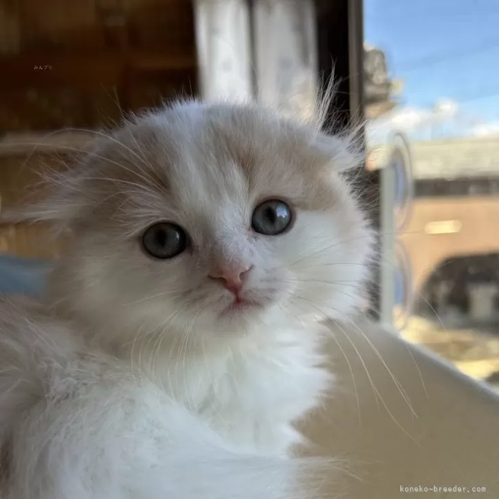 ID：2412-01707の子猫