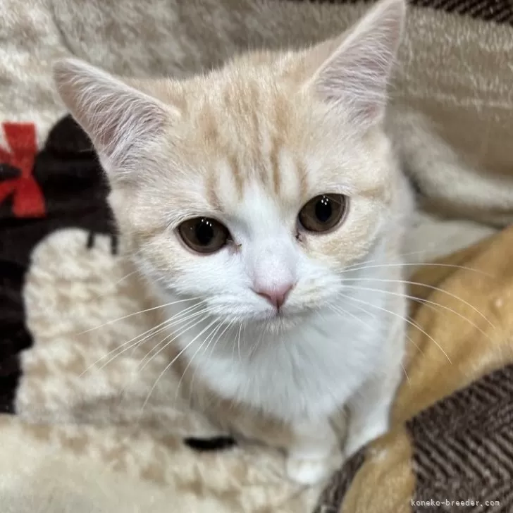 ID:2412-02686の子猫