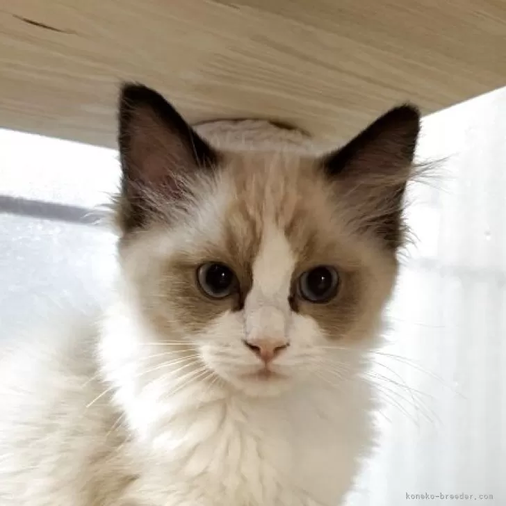 ラグドール【滋賀県・女の子・2025年6月27日・シールポイントバイカラー】の写真1