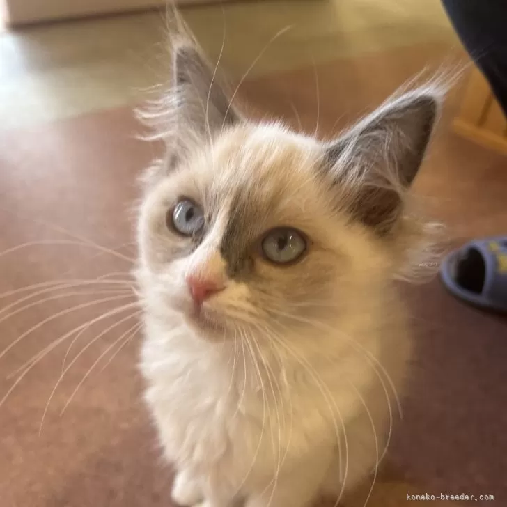 ID:2412-00980の子猫