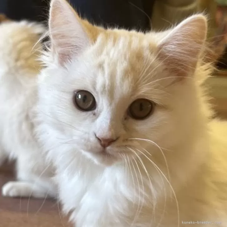 ID:2412-01618の子猫