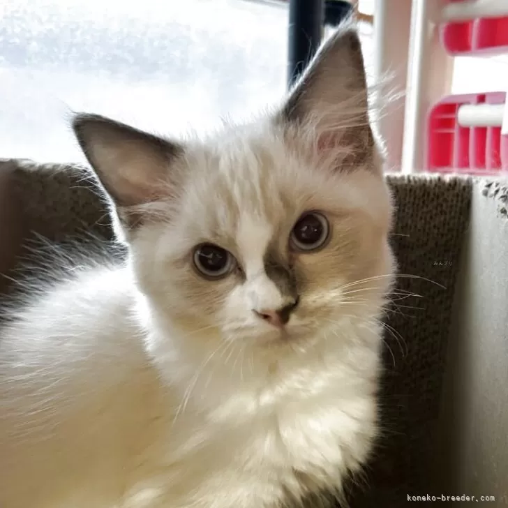 ラグドール【滋賀県・男の子・2025年6月27日・ブルーポイント】の写真1「ぜんいつ君」