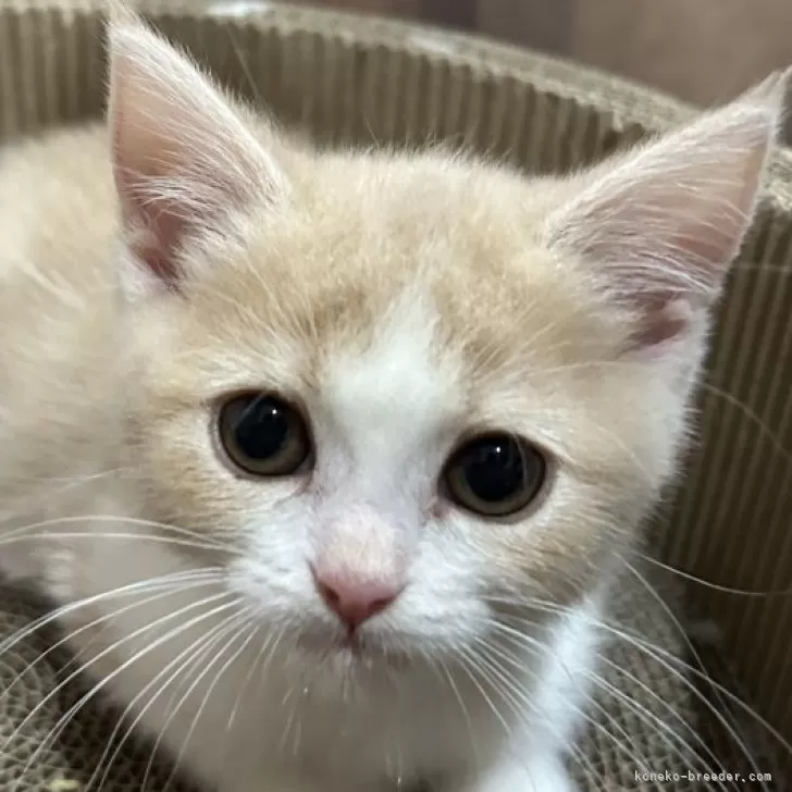 スコティッシュフォールド(立ち耳)【滋賀県・女の子・2025年9月19日・クリームタビーホワイト】の写真1「クリームちゃんです💕」