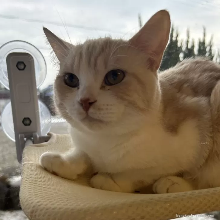 ID：2503-00012の子猫
