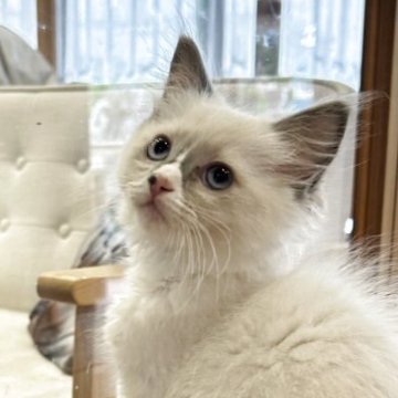 ラグドール【滋賀県・女の子・2025年4月7日・ブルーポイントバイカラー】の写真「活発な女の子」