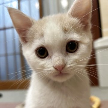 スコティッシュフォールド(立ち耳)【滋賀県・男の子・2025年9月19日・クリームホワイト】の写真「わんぱく坊主No.2」