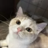 スコティッシュフォールド(立ち耳)