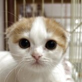 スコティッシュフォールド(折れ耳)