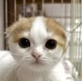 スコティッシュフォールド(折れ耳)