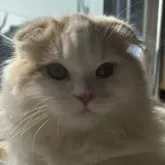 スコティッシュフォールド(折れ耳)