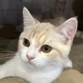 スコティッシュフォールド(立ち耳)