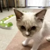 ラグドール【滋賀県・男の子・2025年6月27日・ブルーポイント】の写真5