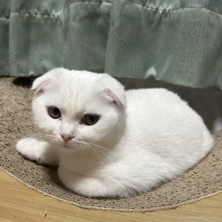 ID：2312-00272の子猫